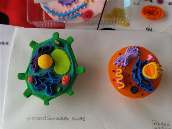 合肥五中生物模型制作大赛圆满举行