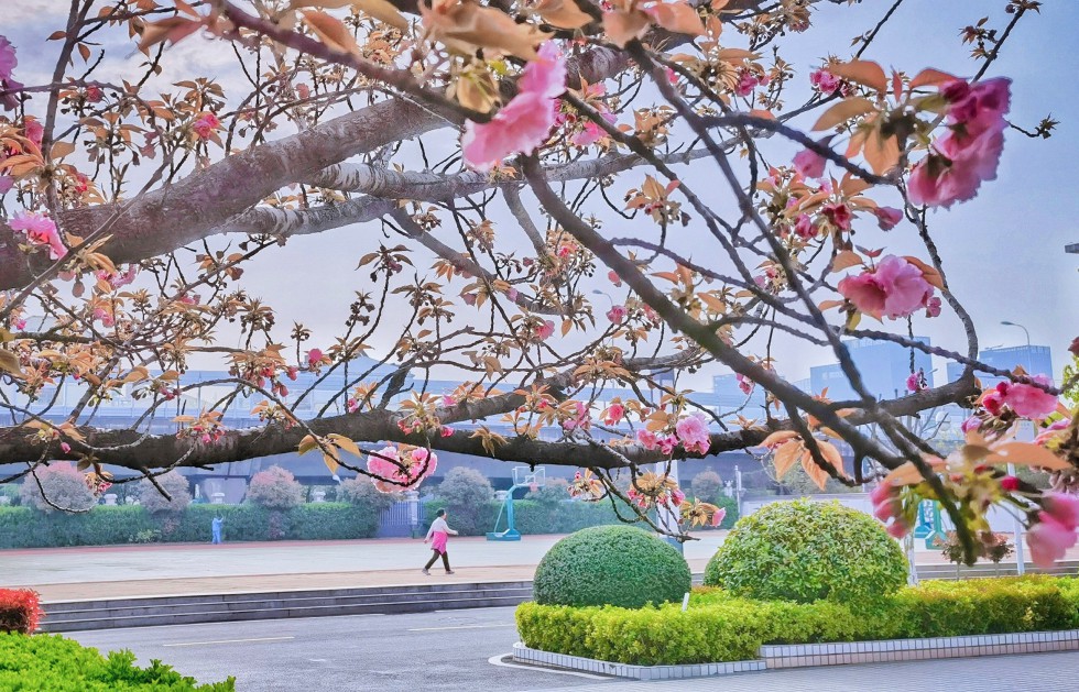 校园一景.jpeg